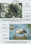world-of-birds-pride-of-special-nature-reserve-gornje-podunavlje-02