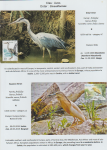 world-of-birds-pride-of-special-nature-reserve-gornje-podunavlje-04