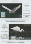 world-of-birds-pride-of-special-nature-reserve-gornje-podunavlje-06