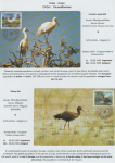 world-of-birds-pride-of-special-nature-reserve-gornje-podunavlje-07