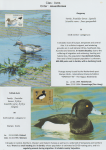 world-of-birds-pride-of-special-nature-reserve-gornje-podunavlje-10