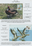 world-of-birds-pride-of-special-nature-reserve-gornje-podunavlje-11