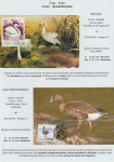 world-of-birds-pride-of-special-nature-reserve-gornje-podunavlje-12