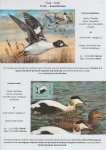 world-of-birds-pride-of-special-nature-reserve-gornje-podunavlje-13