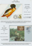 world-of-birds-pride-of-special-nature-reserve-gornje-podunavlje-14