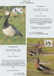 world-of-birds-pride-of-special-nature-reserve-gornje-podunavlje-17