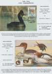 world-of-birds-pride-of-special-nature-reserve-gornje-podunavlje-18