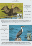 world-of-birds-pride-of-special-nature-reserve-gornje-podunavlje-19