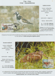 world-of-birds-pride-of-special-nature-reserve-gornje-podunavlje-21