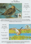 world-of-birds-pride-of-special-nature-reserve-gornje-podunavlje-22