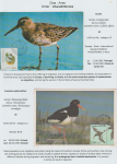 world-of-birds-pride-of-special-nature-reserve-gornje-podunavlje-23