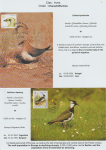 world-of-birds-pride-of-special-nature-reserve-gornje-podunavlje-26