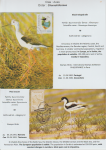 world-of-birds-pride-of-special-nature-reserve-gornje-podunavlje-27