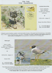 world-of-birds-pride-of-special-nature-reserve-gornje-podunavlje-28
