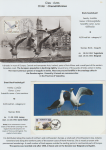 world-of-birds-pride-of-special-nature-reserve-gornje-podunavlje-29