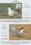 world-of-birds-pride-of-special-nature-reserve-gornje-podunavlje-30