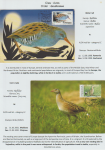 world-of-birds-pride-of-special-nature-reserve-gornje-podunavlje-33