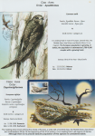 world-of-birds-pride-of-special-nature-reserve-gornje-podunavlje-34