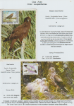 world-of-birds-pride-of-special-nature-reserve-gornje-podunavlje-36