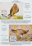 world-of-birds-pride-of-special-nature-reserve-gornje-podunavlje-37