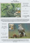 world-of-birds-pride-of-special-nature-reserve-gornje-podunavlje-38