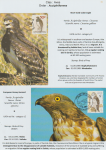 world-of-birds-pride-of-special-nature-reserve-gornje-podunavlje-39