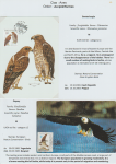 world-of-birds-pride-of-special-nature-reserve-gornje-podunavlje-40