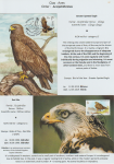 world-of-birds-pride-of-special-nature-reserve-gornje-podunavlje-42