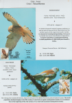 world-of-birds-pride-of-special-nature-reserve-gornje-podunavlje-45