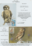 world-of-birds-pride-of-special-nature-reserve-gornje-podunavlje-50