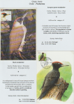 world-of-birds-pride-of-special-nature-reserve-gornje-podunavlje-51