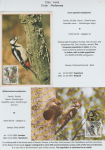 world-of-birds-pride-of-special-nature-reserve-gornje-podunavlje-52