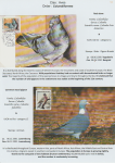 world-of-birds-pride-of-special-nature-reserve-gornje-podunavlje-53