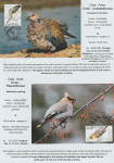 world-of-birds-pride-of-special-nature-reserve-gornje-podunavlje-54