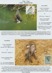 world-of-birds-pride-of-special-nature-reserve-gornje-podunavlje-55