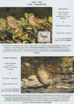 world-of-birds-pride-of-special-nature-reserve-gornje-podunavlje-56