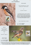 world-of-birds-pride-of-special-nature-reserve-gornje-podunavlje-59