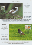 world-of-birds-pride-of-special-nature-reserve-gornje-podunavlje-60