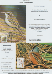 world-of-birds-pride-of-special-nature-reserve-gornje-podunavlje-65