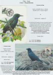 world-of-birds-pride-of-special-nature-reserve-gornje-podunavlje-74