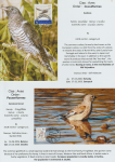 world-of-birds-pride-of-special-nature-reserve-gornje-podunavlje-75