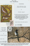 world-of-birds-pride-of-special-nature-reserve-gornje-podunavlje-76