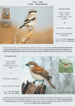 world-of-birds-pride-of-special-nature-reserve-gornje-podunavlje-79