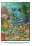 Stekolshchikov-Andrey-Underwater-world-of-coral-reffs-1-003
