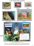 Stekolshchikov-Andrey-Underwater-world-of-coral-reffs-2-005
