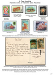 Stekolshchikov-Andrey-Underwater-world-of-coral-reffs-2-012