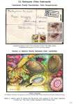 Stekolshchikov-Andrey-Underwater-world-of-coral-reffs-3-012