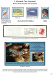 Stekolshchikov-Andrey-Underwater-world-of-coral-reffs-3-016