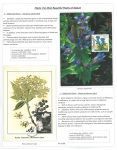 Fahredin-Kastrati-Plants-the-Most-Beautiful-Poetry-of-Nature-007