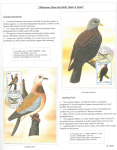 Fahredin-Kastrati-Wherever-there-are-birds-there-is-hope-003